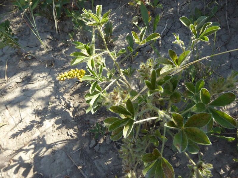 Large Indian Breadroot photo 3