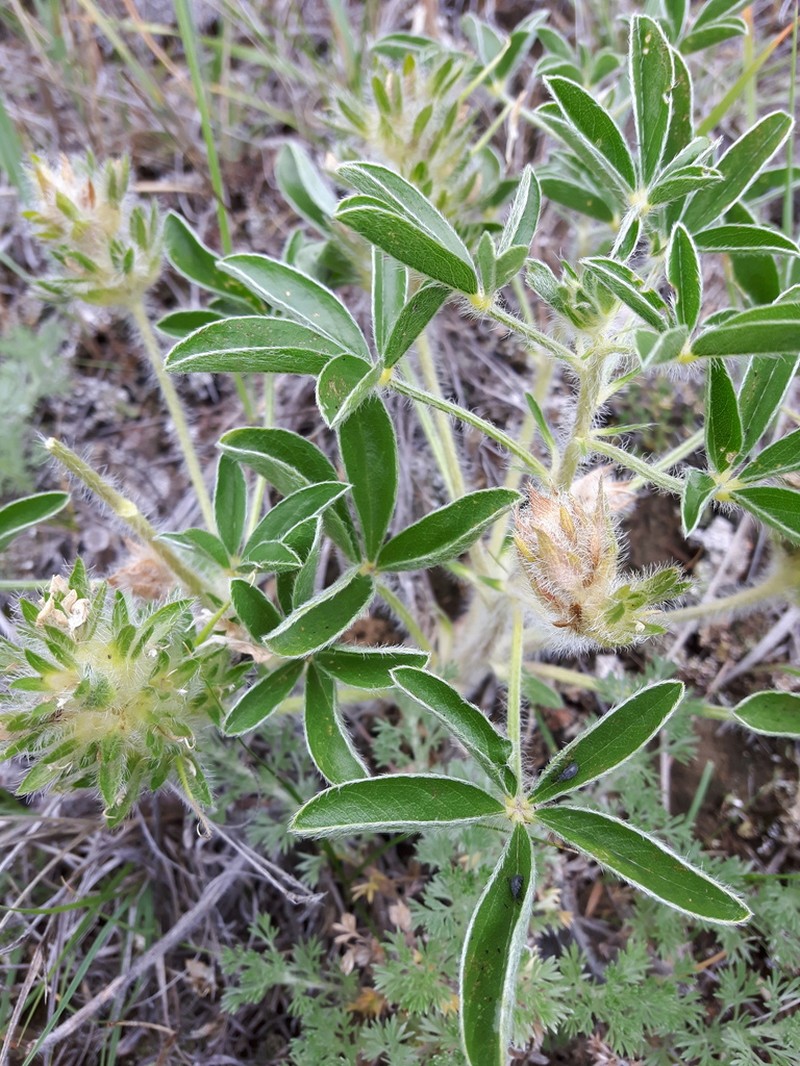 Large Indian Breadroot photo 5