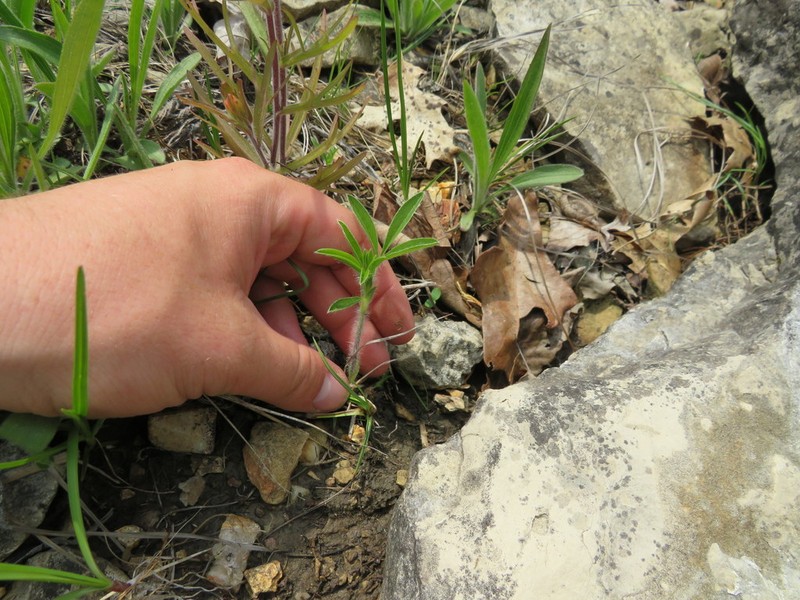 Large Indian Breadroot photo 6