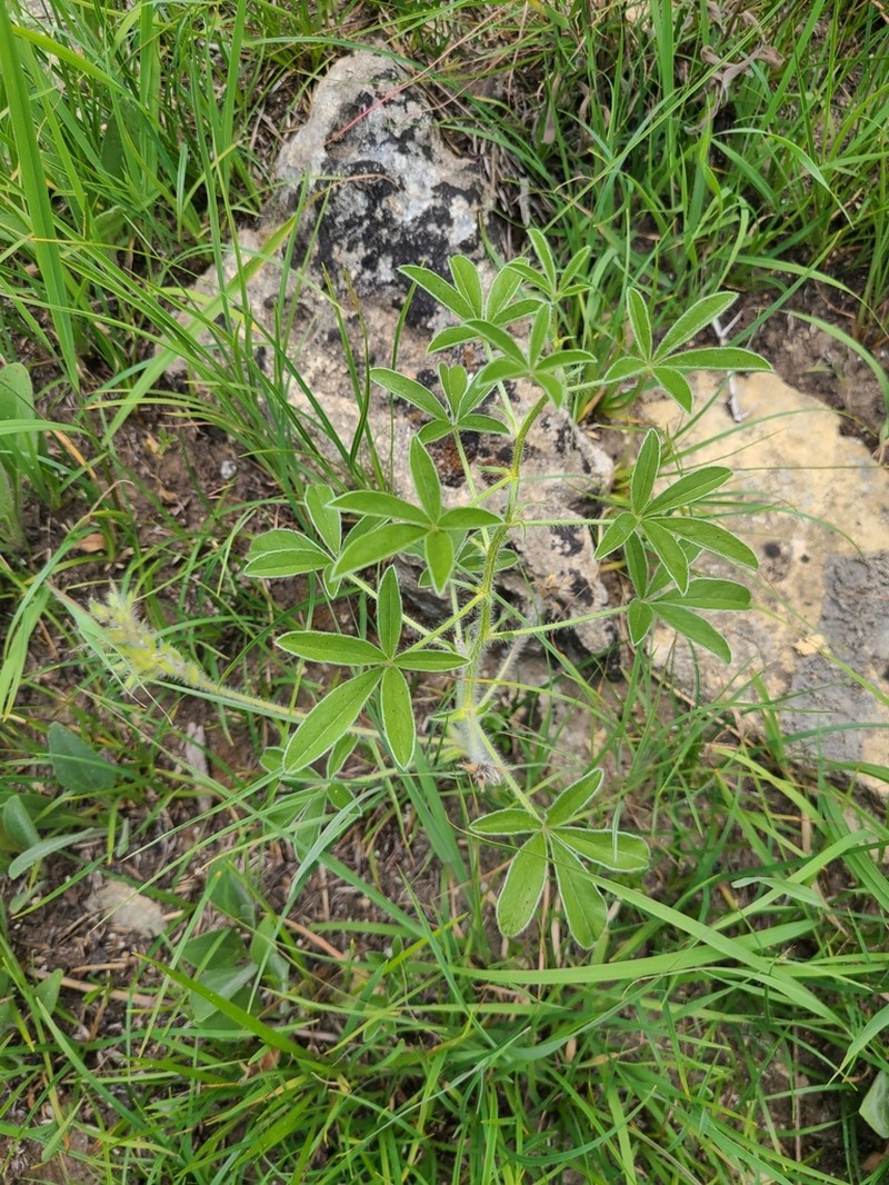 Large Indian Breadroot photo 7