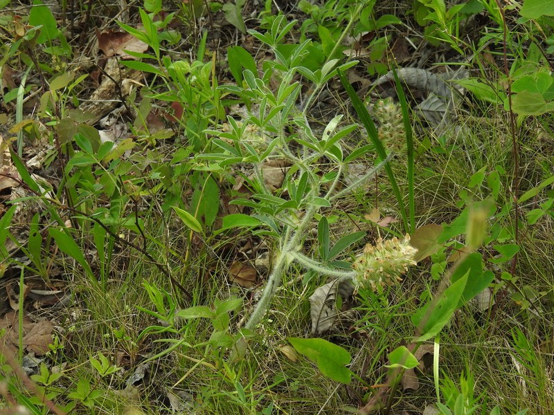 Large Indian Breadroot photo 8
