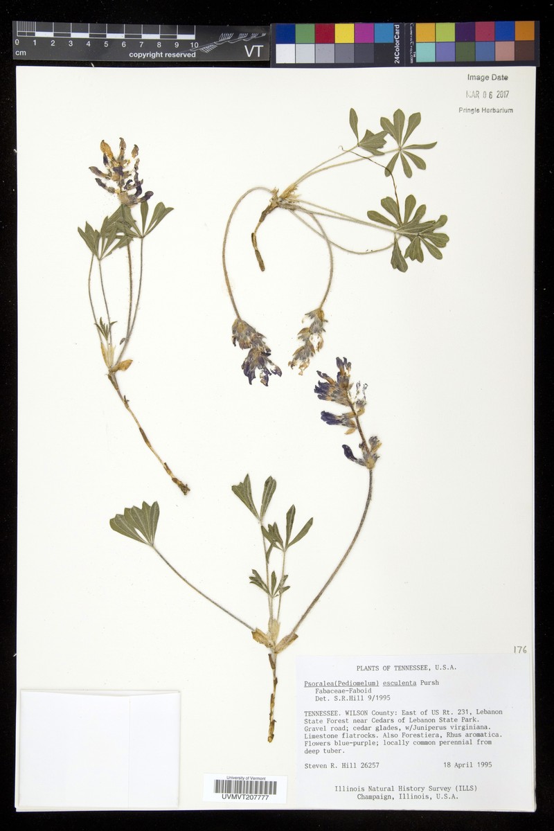 Rydberg's Indian Breadroot