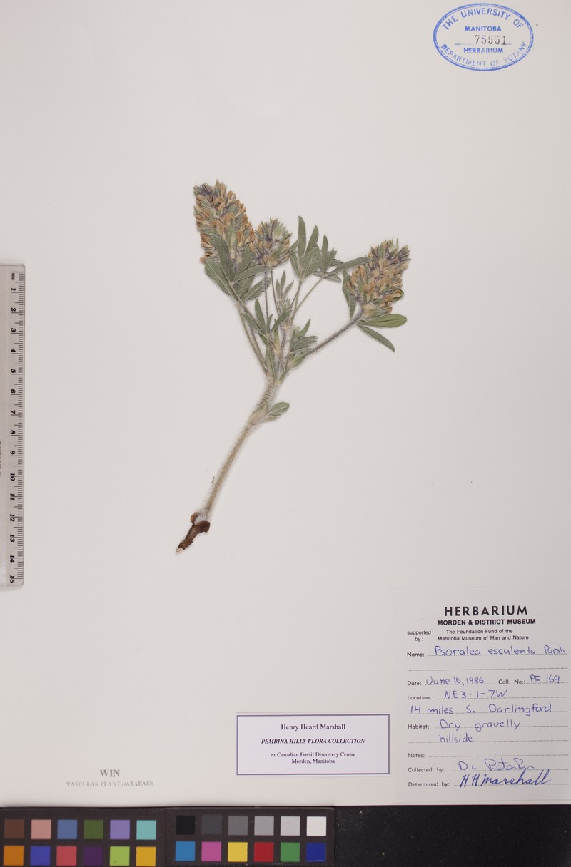 Rydberg's Indian Breadroot photo 2