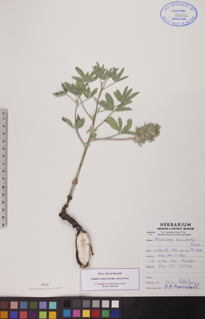 Rydberg's Indian Breadroot photo 3