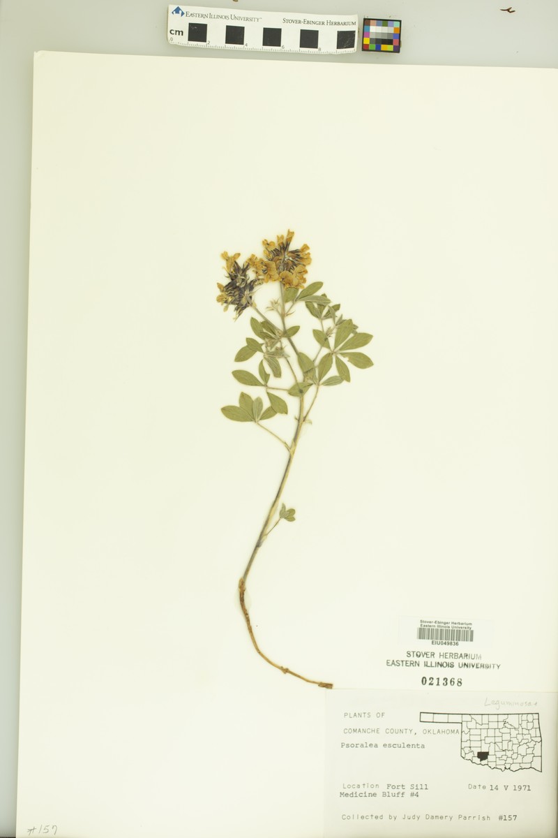 Rydberg's Indian Breadroot photo 4