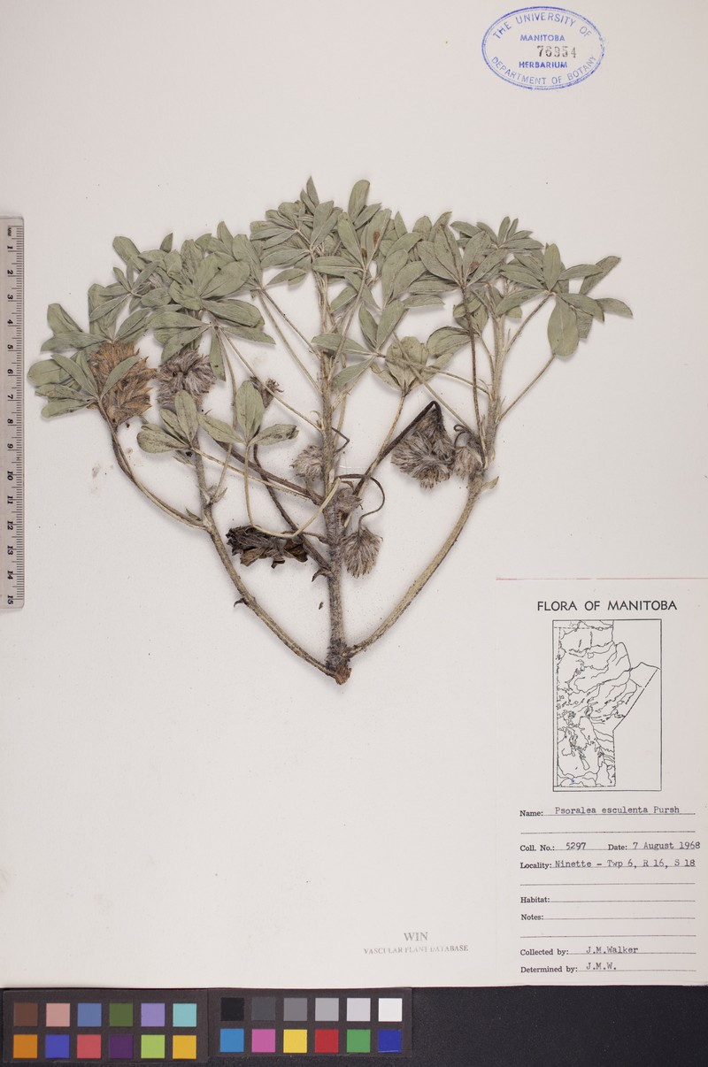 Rydberg's Indian Breadroot photo 5