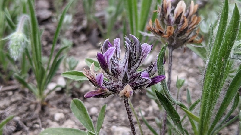 Subterranean Indian Breadroot