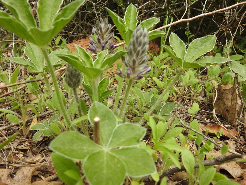 Subterranean Indian Breadroot photo 2