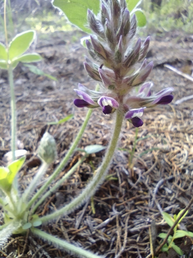 Subterranean Indian Breadroot photo 3