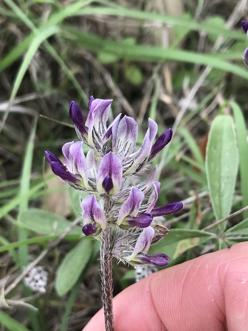Subterranean Indian Breadroot photo 4