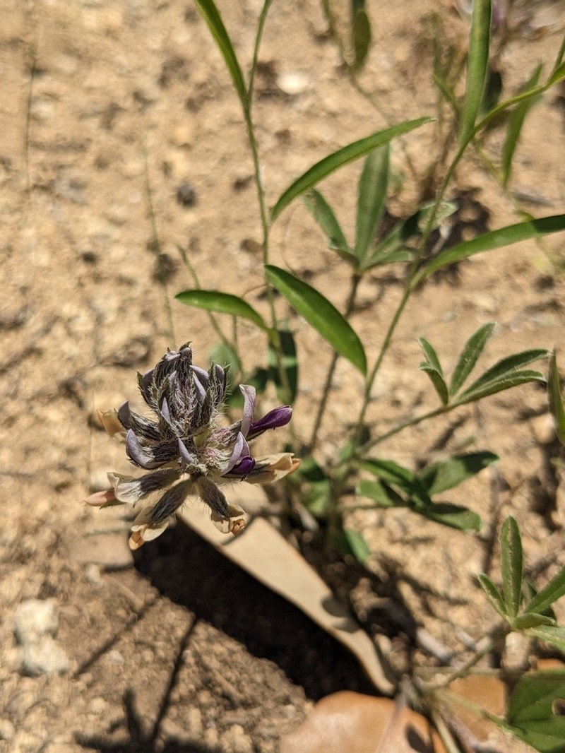 Subterranean Indian Breadroot photo 5
