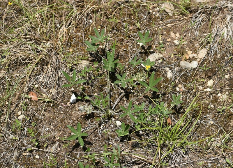 Subterranean Indian Breadroot photo 6