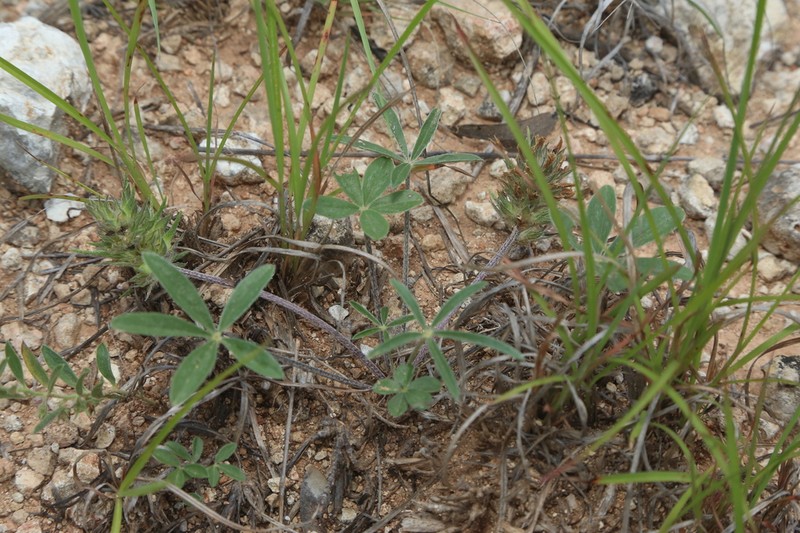 Subterranean Indian Breadroot photo 8