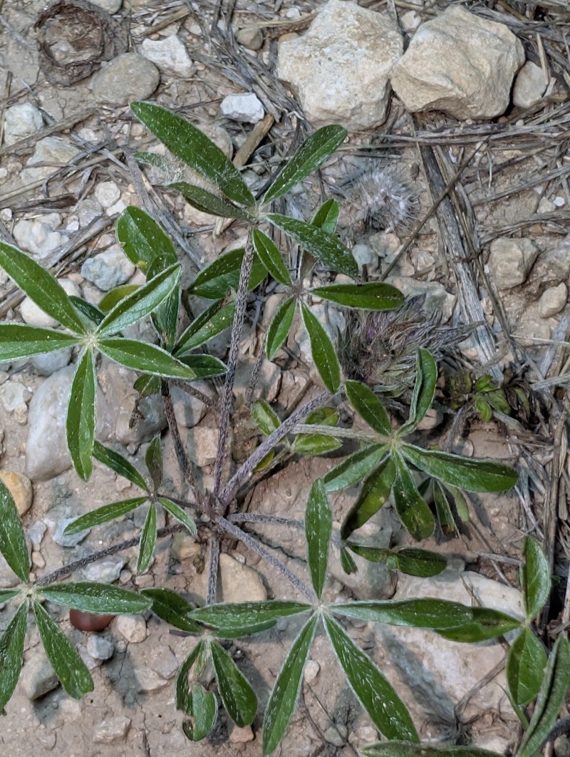 Pediomelum hypogaeum var. scaposum photo 2