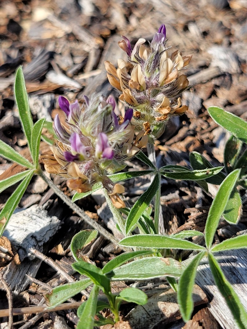 Pediomelum hypogaeum var. scaposum photo 4