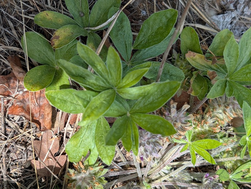 Pediomelum hypogaeum var. subulatum