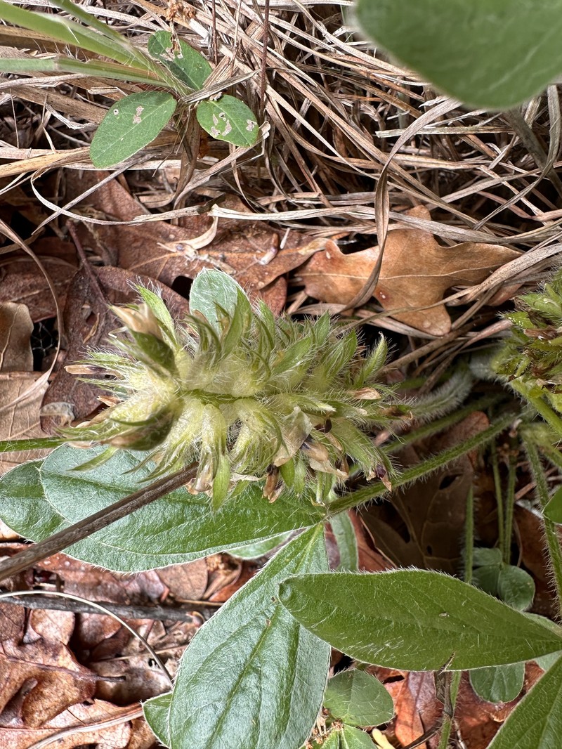 Pediomelum hypogaeum var. subulatum photo 2