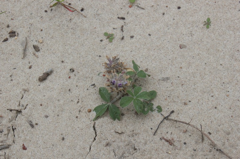 Pediomelum hypogaeum var. subulatum photo 3