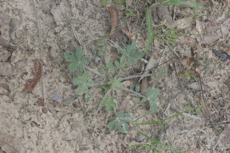 Pediomelum hypogaeum var. subulatum photo 4