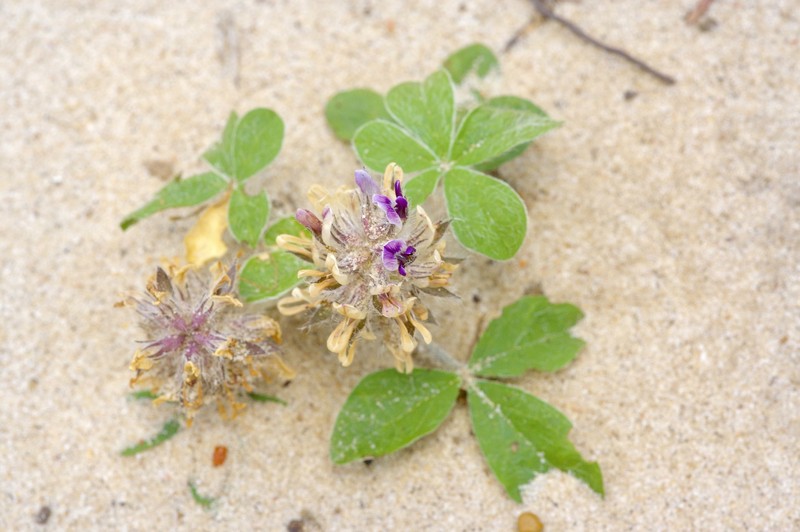 Pediomelum hypogaeum var. subulatum photo 5