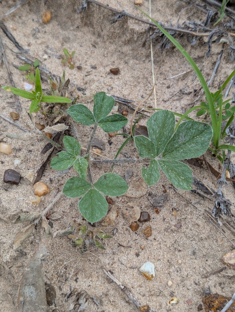 Pediomelum hypogaeum var. subulatum photo 6