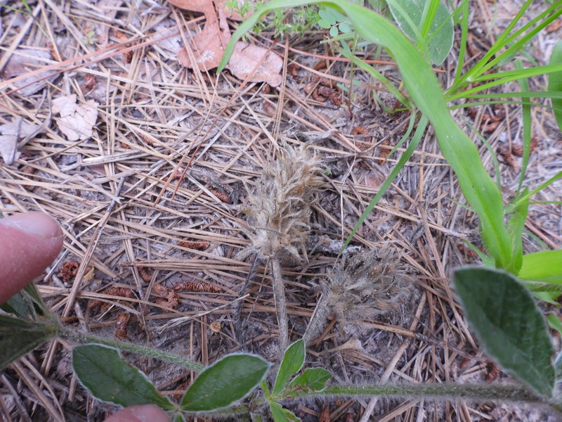 Pediomelum hypogaeum var. subulatum photo 8