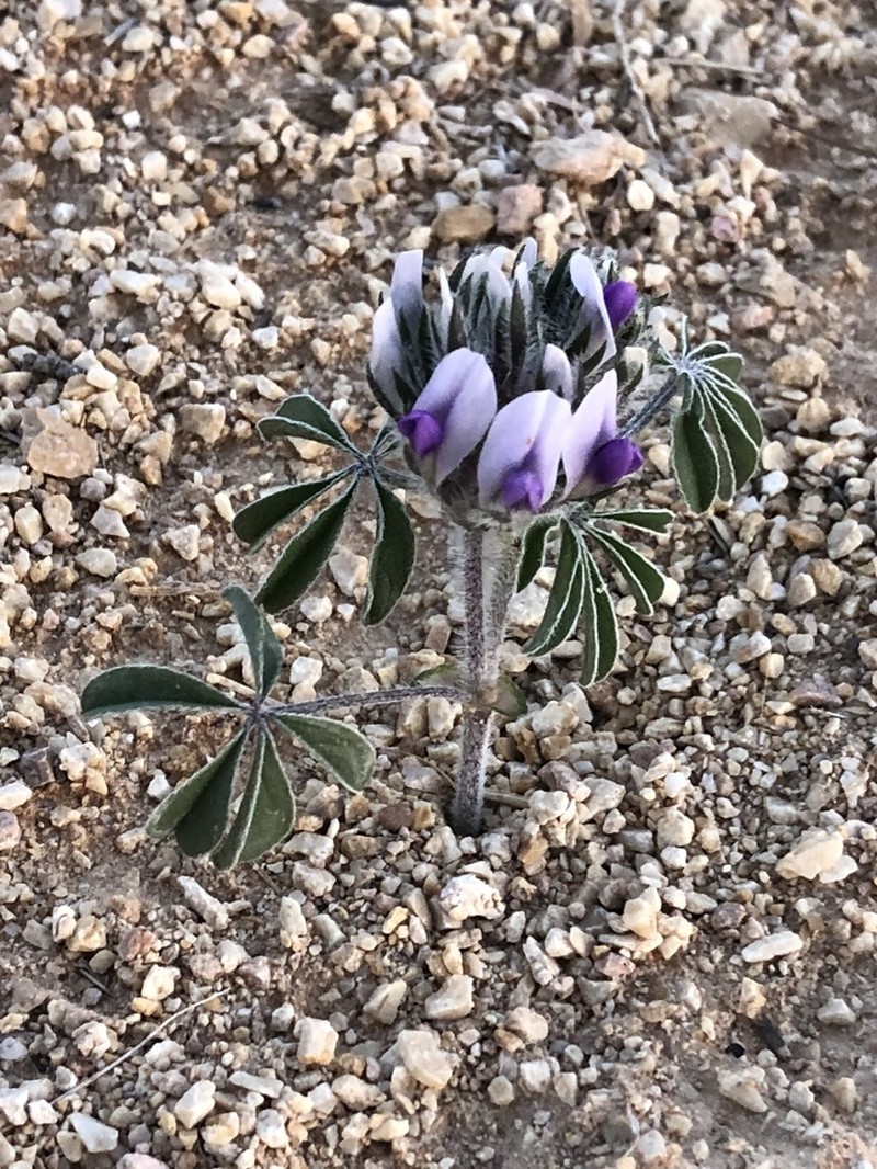 Texas Plains Indian Breadroot
