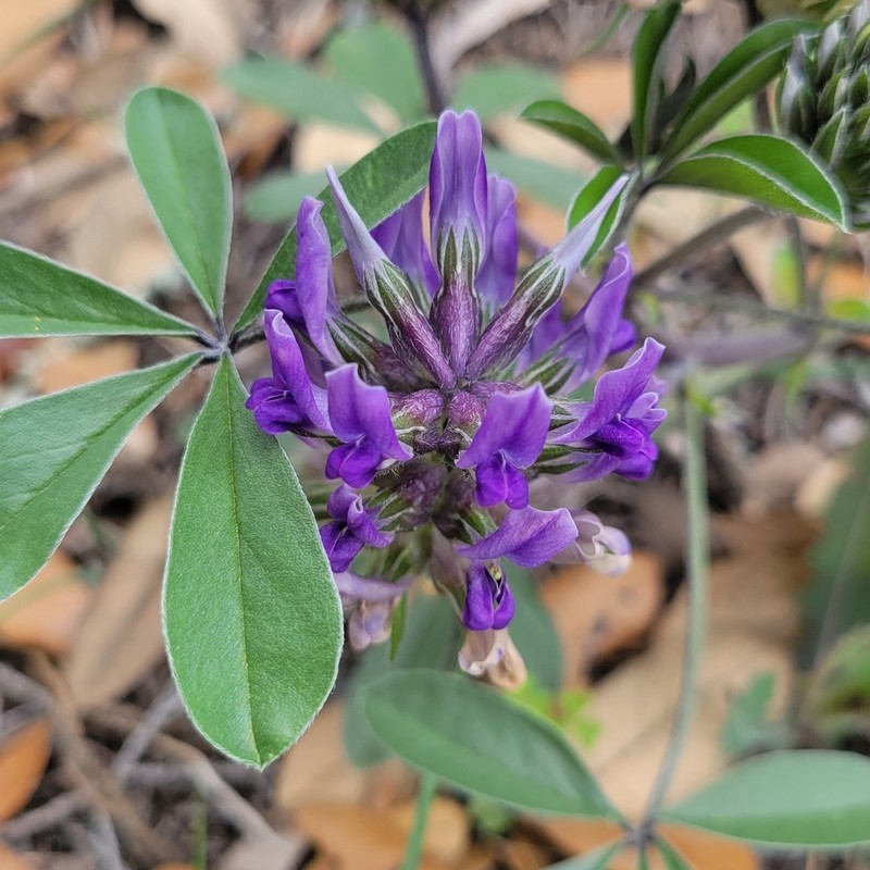 Texas Plains Indian Breadroot photo 2