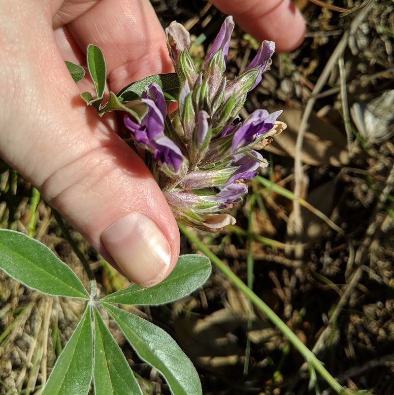 Texas Plains Indian Breadroot photo 3