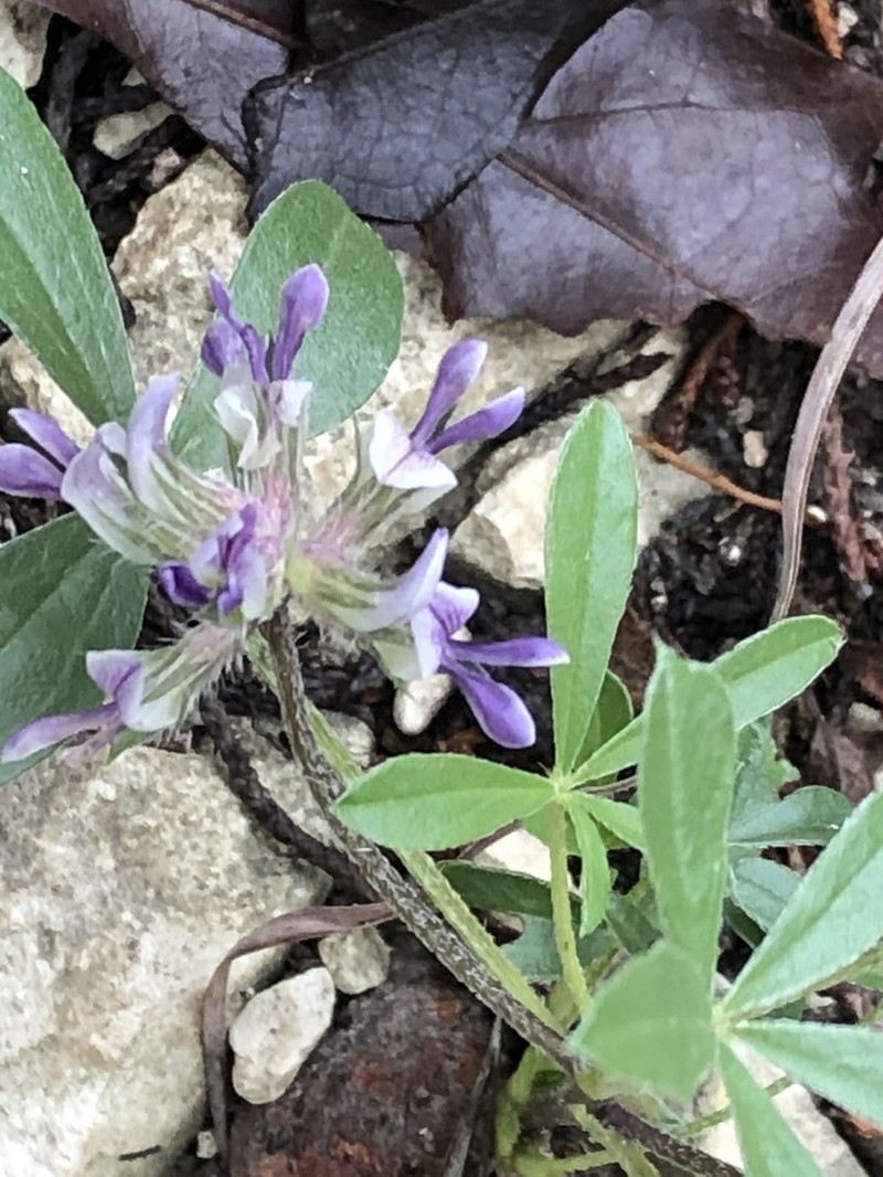 Texas Plains Indian Breadroot photo 4