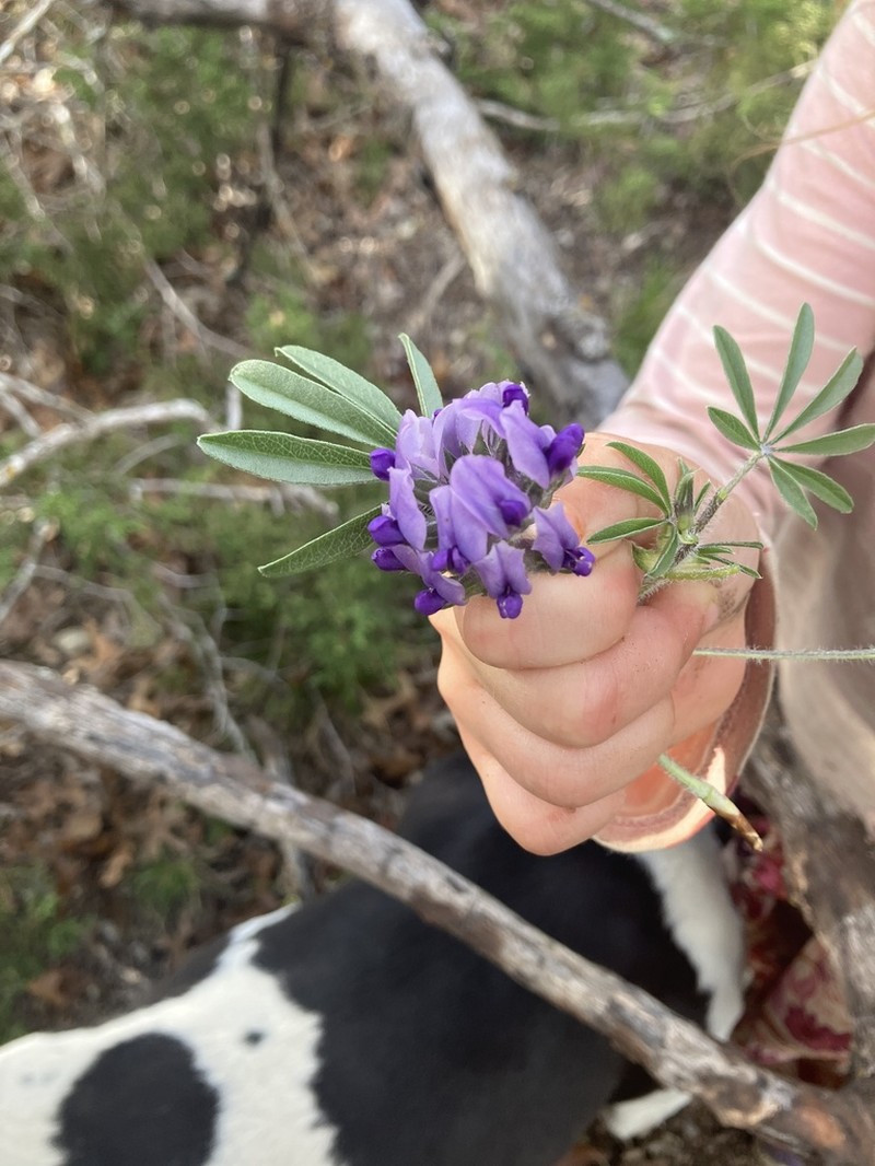 Texas Plains Indian Breadroot photo 5