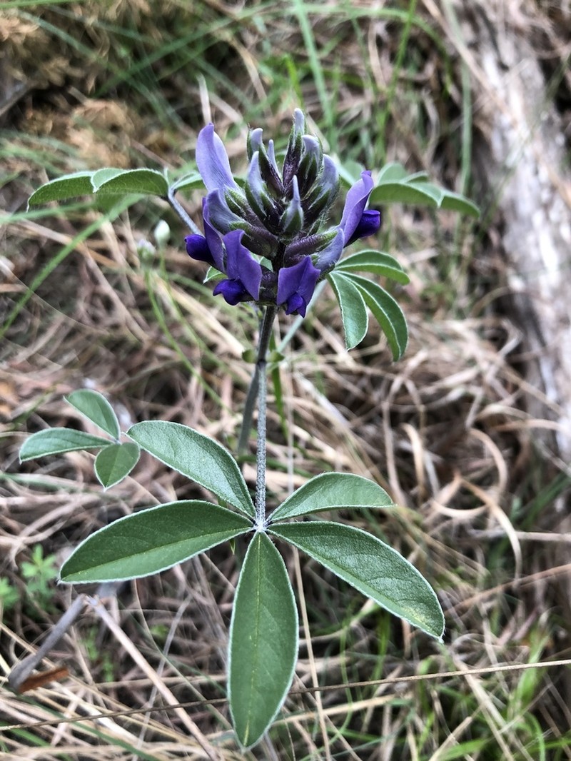 Texas Plains Indian Breadroot photo 6