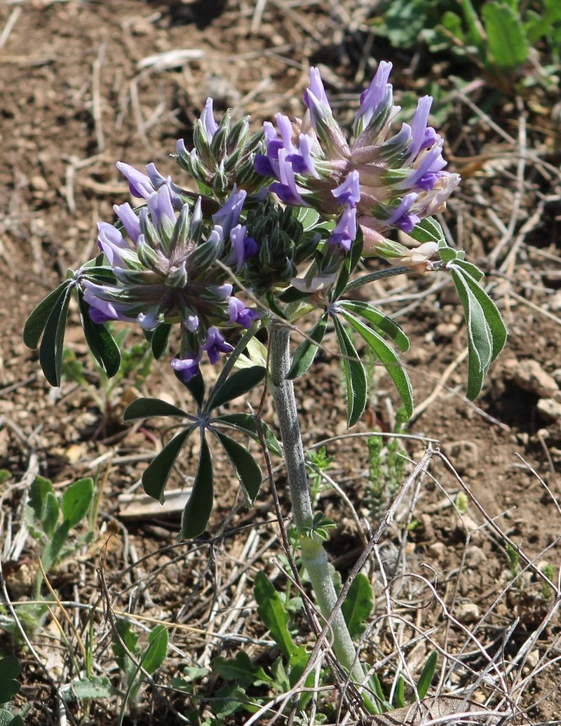 Texas Plains Indian Breadroot photo 7