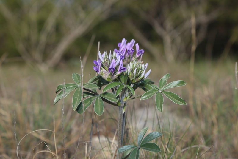 Texas Plains Indian Breadroot photo 8