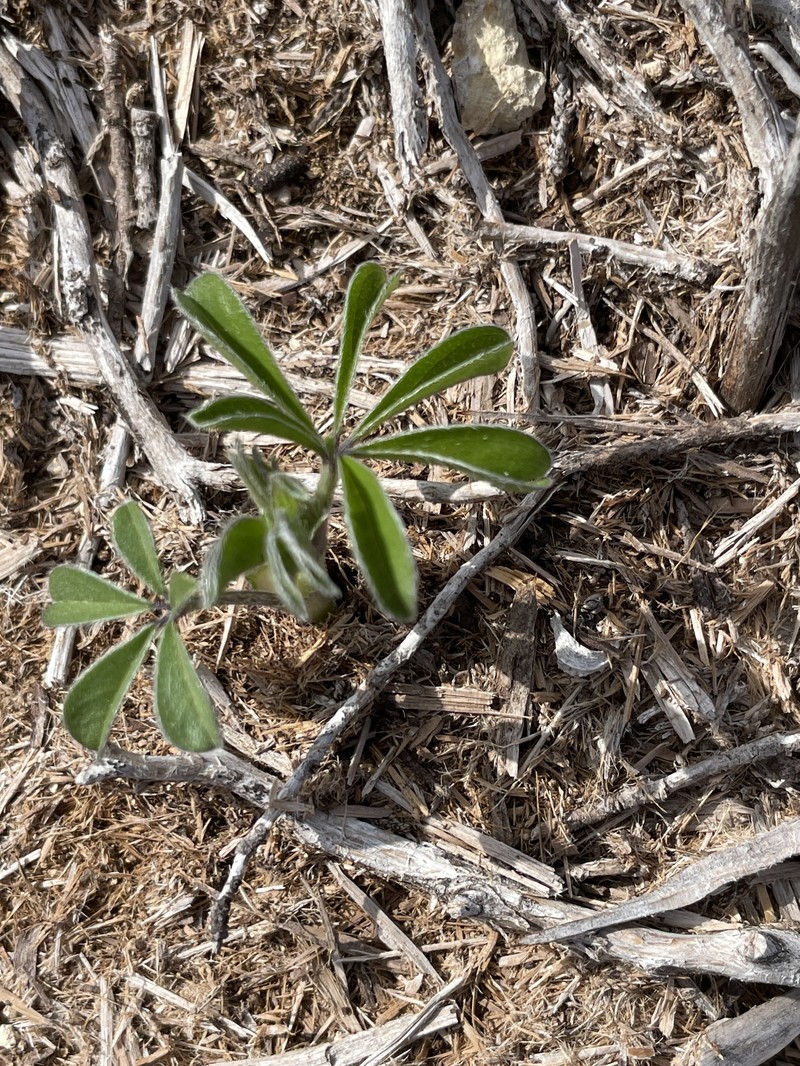 Pediomelum latestipulatum var. appressum