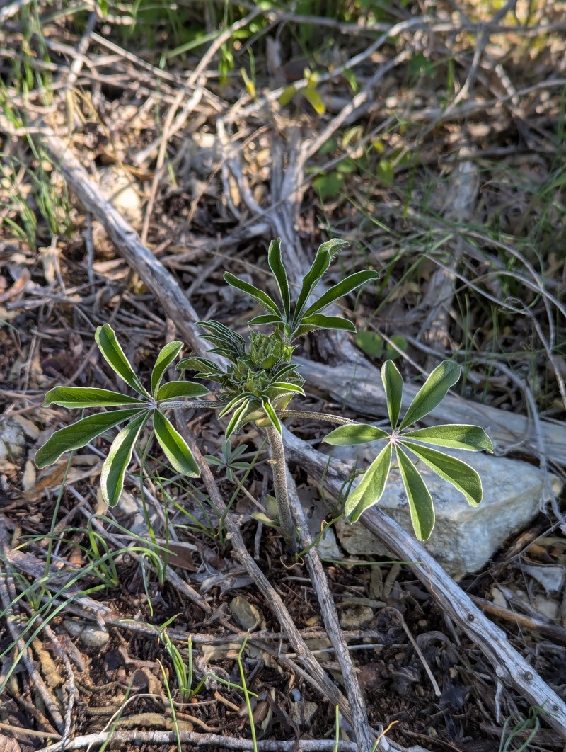 Pediomelum latestipulatum var. appressum photo 2