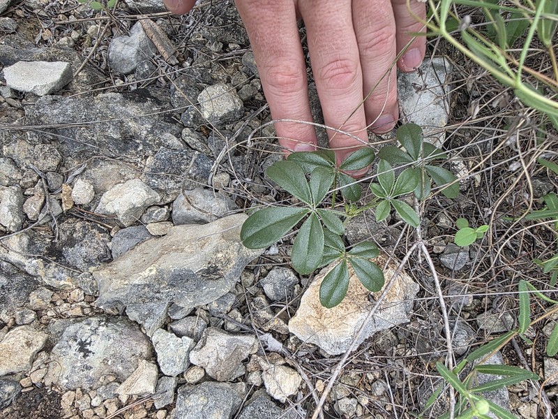 Pediomelum latestipulatum var. appressum photo 3