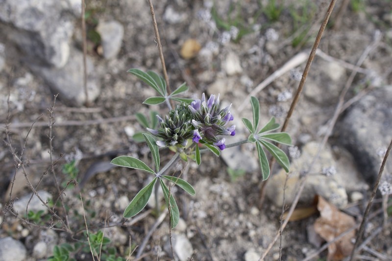 Pediomelum latestipulatum var. appressum photo 4