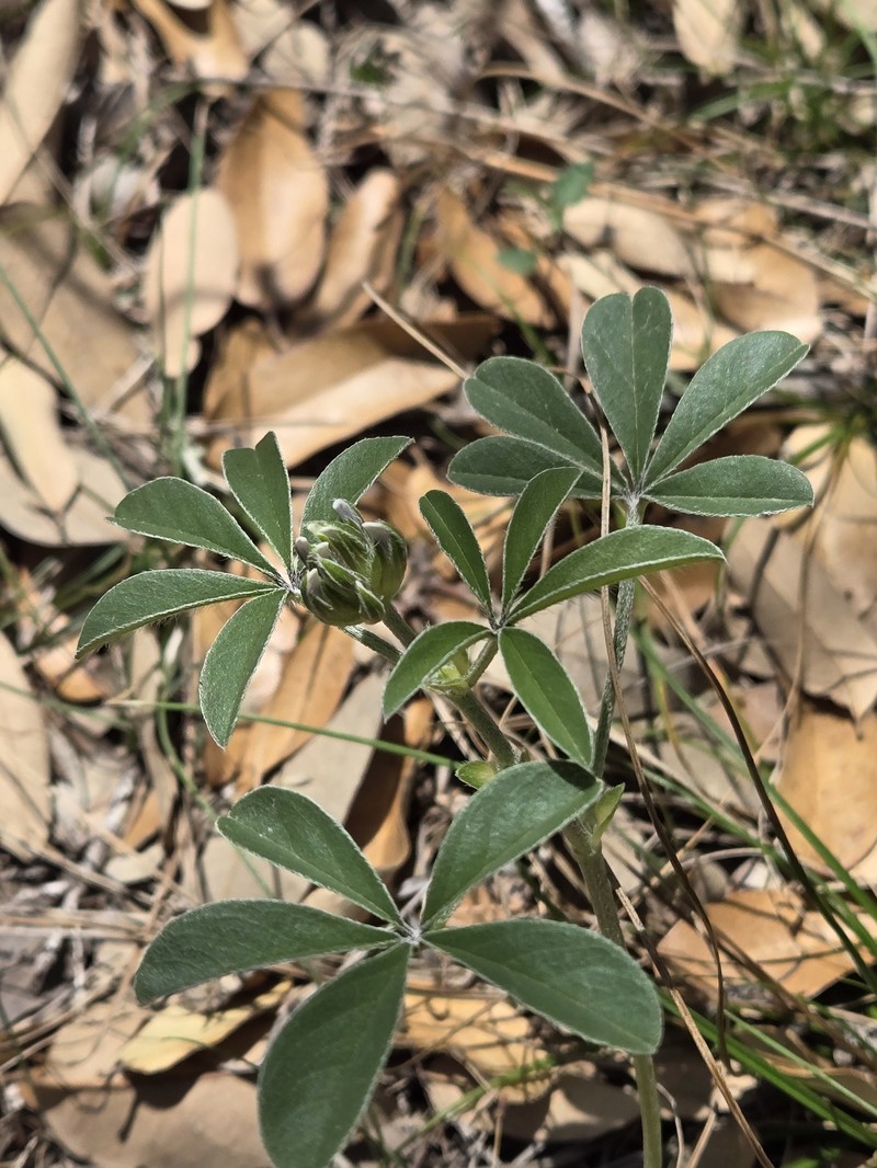 Pediomelum latestipulatum var. appressum photo 5