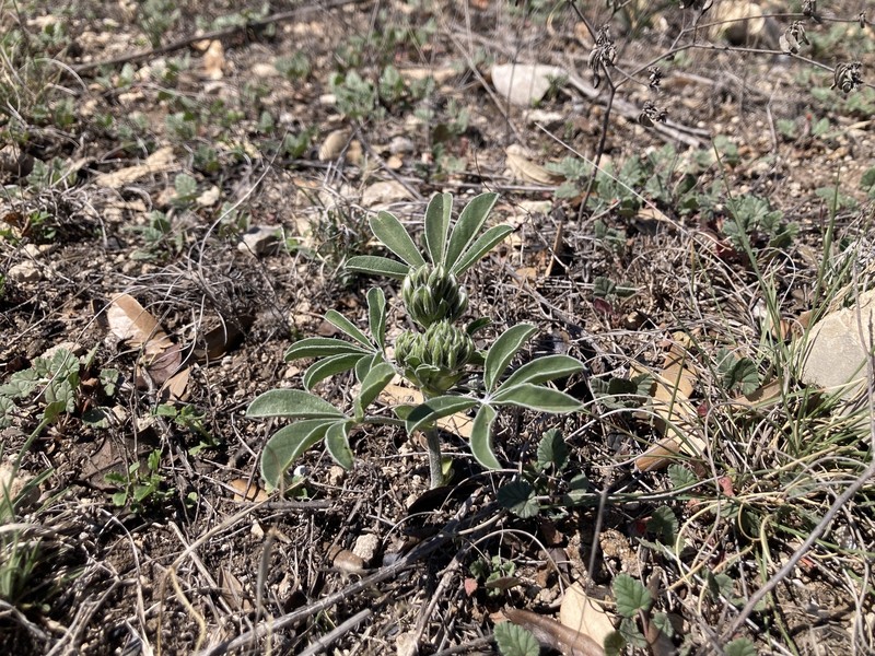 Pediomelum latestipulatum var. appressum photo 6
