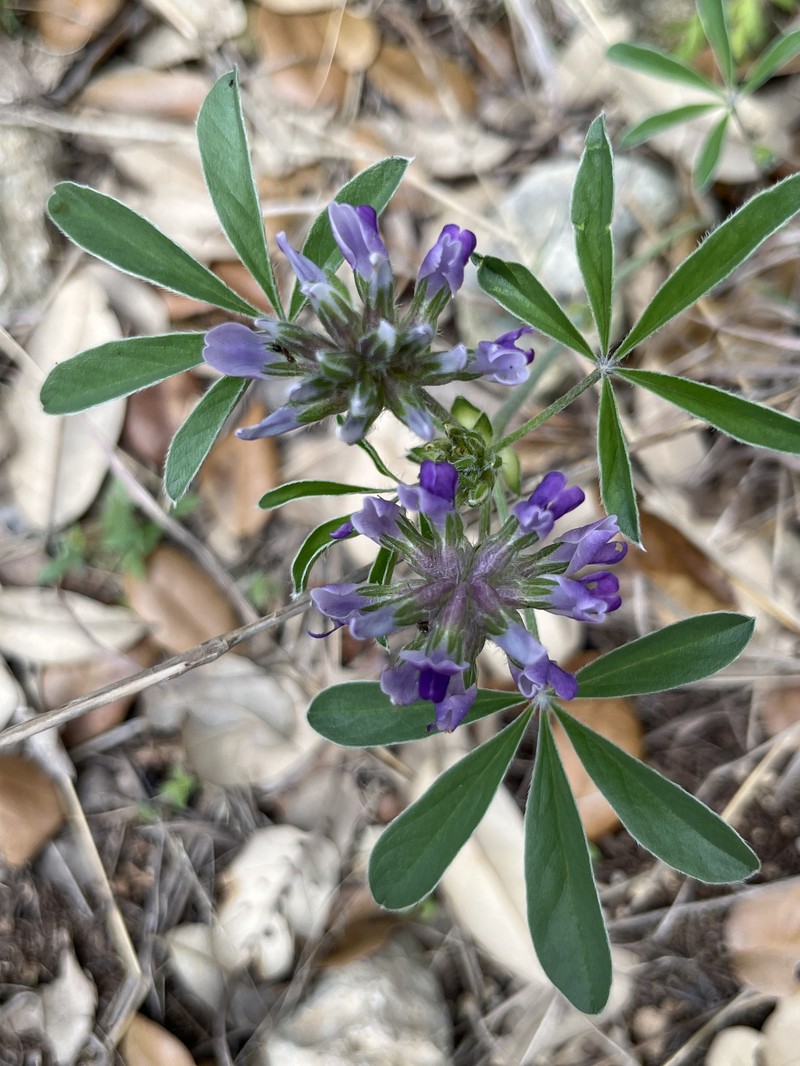 Pediomelum latestipulatum var. appressum photo 8
