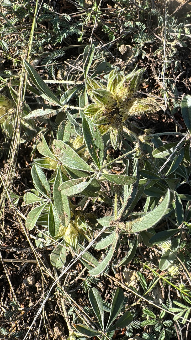 Pediomelum latestipulatum var. latestipulatum