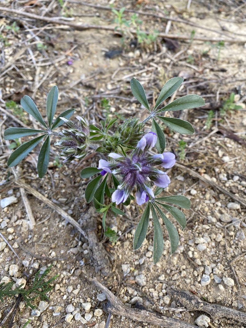 Pediomelum latestipulatum var. latestipulatum photo 2