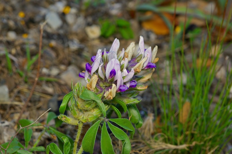 Pediomelum latestipulatum var. latestipulatum photo 3