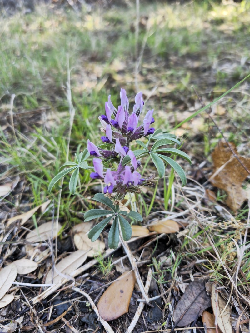Pediomelum latestipulatum var. latestipulatum photo 4
