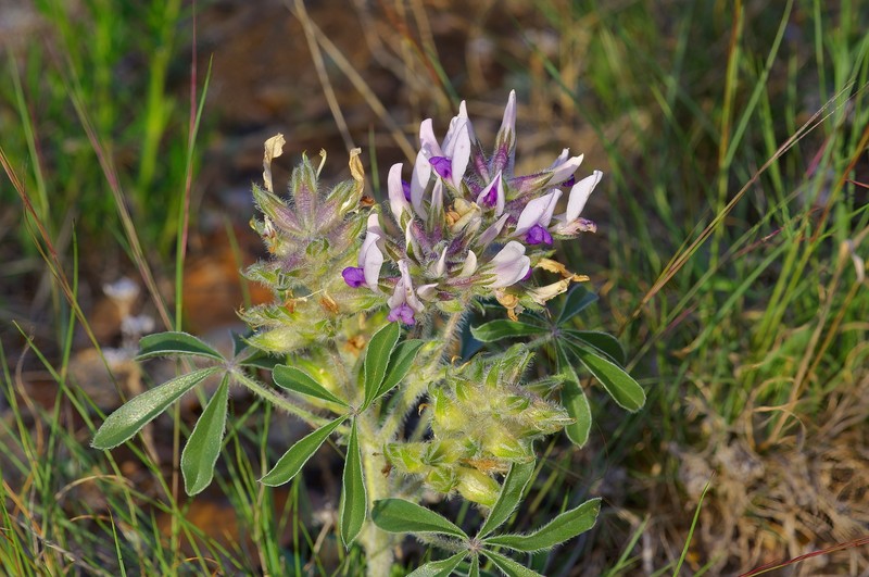 Pediomelum latestipulatum var. latestipulatum photo 5