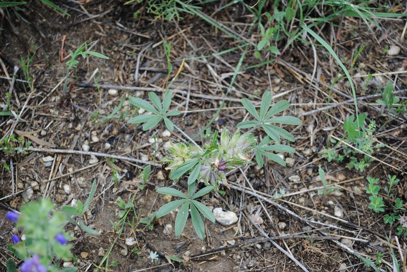 Pediomelum latestipulatum var. latestipulatum photo 6
