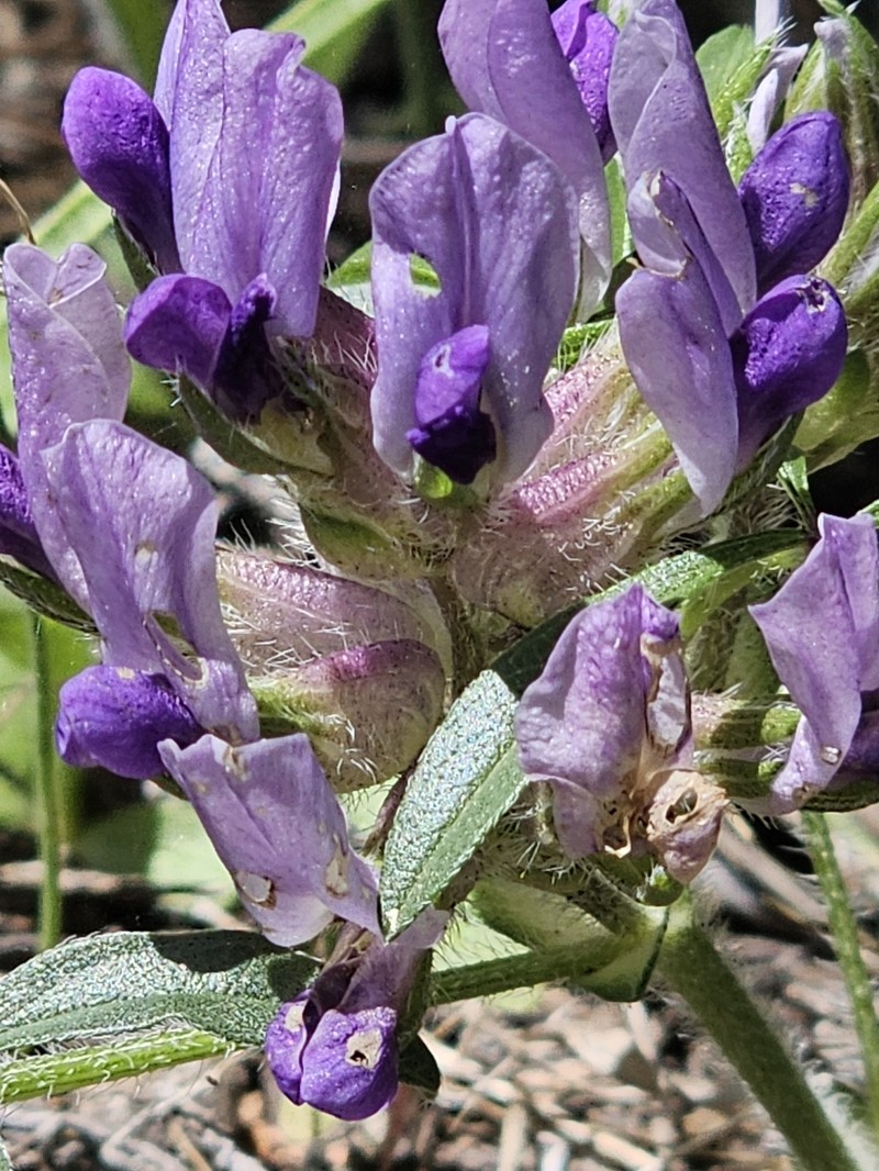 Pediomelum latestipulatum var. latestipulatum photo 8