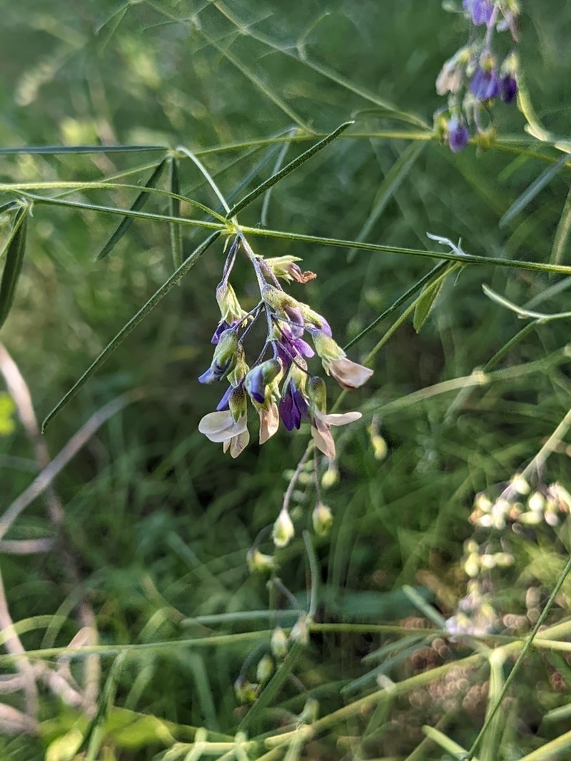 Narrowleaf Indian Breadroot