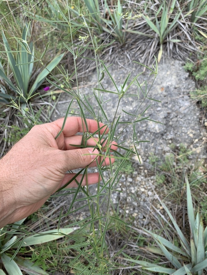 Narrowleaf Indian Breadroot photo 2
